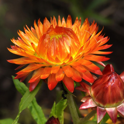 Smil listenatý oranžový - Helichrysum bracteatum - prodej semen - 400 ks