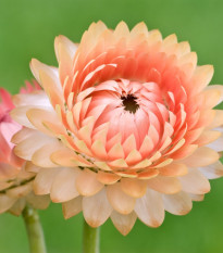 Smil listenatý Silvery Rose - Helichrysum bracteatum - prodej semen - 500 ks