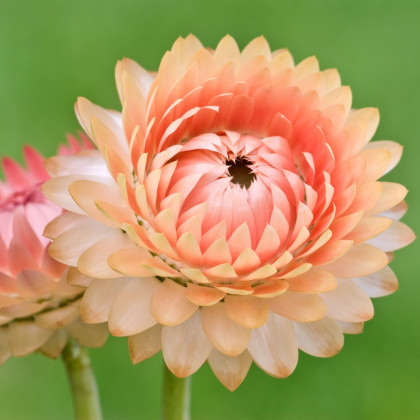 Smil listenatý Silvery Rose - Helichrysum bracteatum - prodej semen - 500 ks