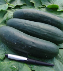 Okurka Jogger F1 - Cucumis sativus - prodej semen - 12 ks