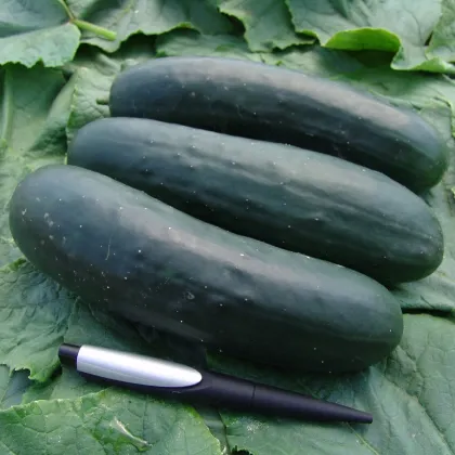 Okurka Jogger F1 - Cucumis sativus - prodej semen - 12 ks