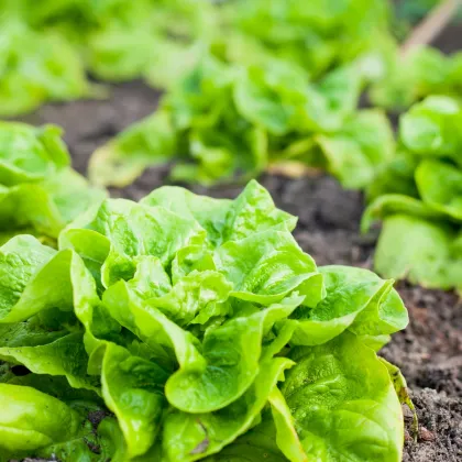 Salát hlávkový celoroční Lento - Lactuca sativa - prodej semen - 500 ks