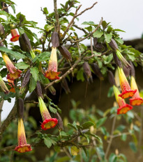 Durman krvavý - Brugmansia sanguinea - prodej semen - 7 ks