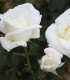 Růže keřová velkokvětá Mount Shasta - Rosa - prodej prostokořenných sazenic růží