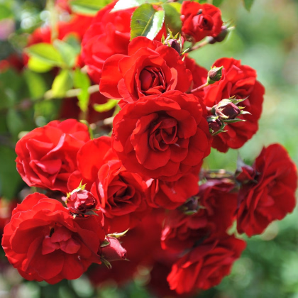 Růže keřová pnoucí Amadeus - Kordes - Rosa - prodej prostokořenných sazenic růží - 1 ks