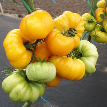 Rajče Yellowstone - Solanum lycopersicum - prodej semen - 15 ks