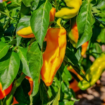 Paprika oranžová Ornela - Capsicum annuum - prodej semen - 50 ks