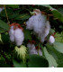 Mexická bavlna - Gossypium hirsutum - prodej semen - 5 ks