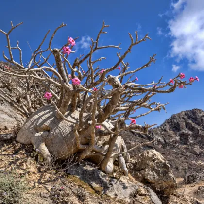 Pouštní růže - Adenium obesum - prodej semen - 5 ks