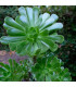 Růžicovka - Aeonium undulatum - prodej semen - 8 ks