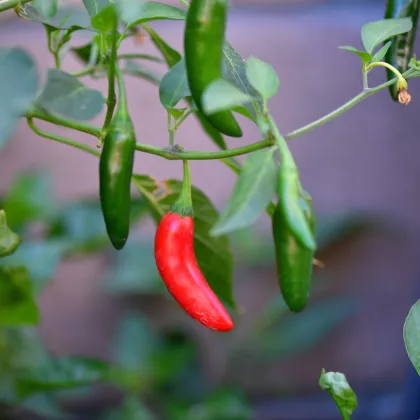 Chilli Serrano Tampiqueno - Capsicum annuum - prodej semen - 7 ks