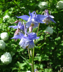 Orlíček obecný Blue Star - Aquilegia vulgaris - prodej semen - 30 ks