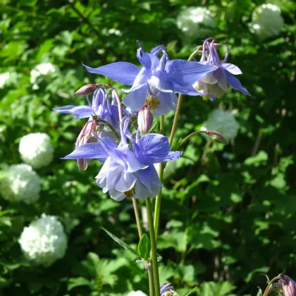 Orlíček obecný Blue Star - Aquilegia vulgaris - prodej semen - 30 ks