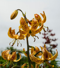 Lilie zlatohlavá Guinea Gold - Lilium - prodej cibulovin - 1 ks