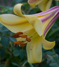 Lilie African Queen - Lilium - prodej cibulovin - 1 ks