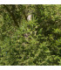 Smrk Wilsonův - Picea wilsonii - prodej semen - 12 ks