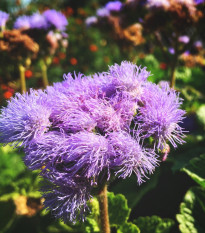 Nestařec americký Red Sea - Ageratum houstonianum - prodej semen - 30 ks