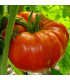 BIO Rajče Brandywine červené - Solanum lycopersicum - prodej bio semen - 7 ks