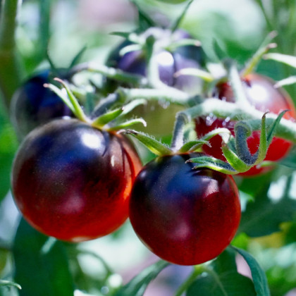 Rajče Black Cherry - Solanum lycopersicum - prodej semen - 6 ks