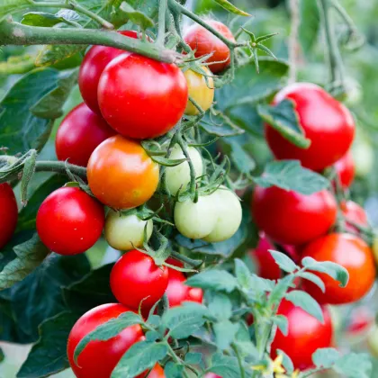 Rajče Balkonstar - Solanum lycopersicum - prodej semen - 10 ks