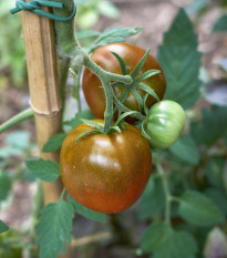 Rajče Rosella - Solanum lycopersicum - prodej semen - 6 ks