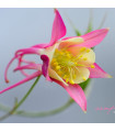 Orlíček velkokvětý Coral - Aquilegia caerulea - prodej semen - 100 ks