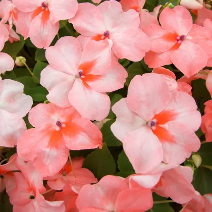 Netýkavka Campos salmon F1 - Impatiens walleriana - prodej semen - 20 ks