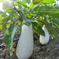 Lilek Jewel Jade - Solanum melongena - prodej semen - 10 ks