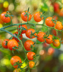 Rajče Aprikola F1 - Solanum lycopersicum - prodej semen - 7 ks