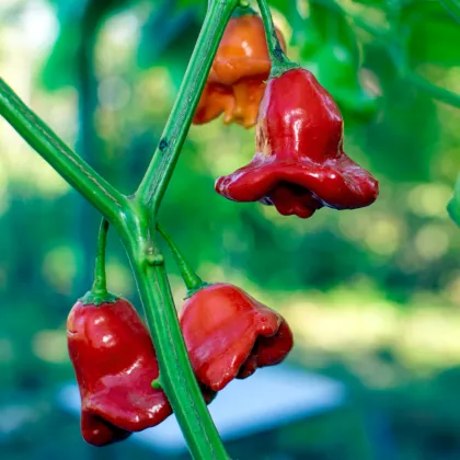 Chilli Bishops Crown - Capsicum baccatum - prodej semen - 6 ks