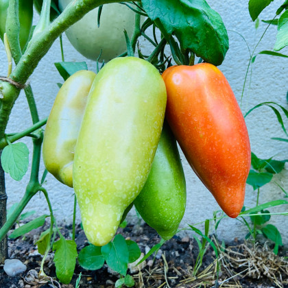 BIO Rajče Andine Cornue - Solanum lycopersicum - prodej bio semen - 8 ks