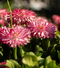 Sedmikráska Roggli růžová - Bellis perennis - prodej semen - 50 ks