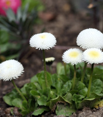 Sedmikráska Roggli bílá - Bellis perennis - prodej semen - 50 ks