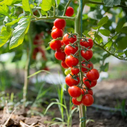 Rajče Crokini PhR F1 - Solanum lycopersicum - prodej semen - 7 ks