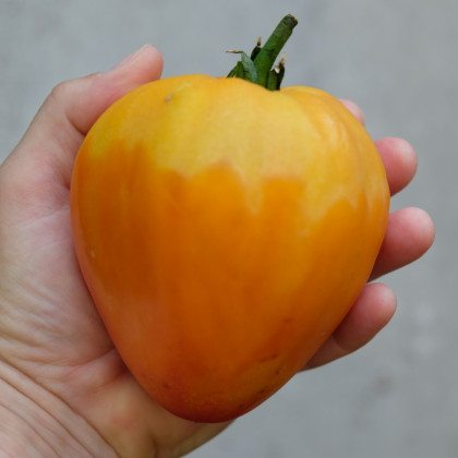 Rajče Oxheart Orange - Solanum lycopersicum - prodej semen - 10 ks