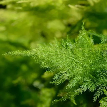 Chřest hustokvětý - Asparagus plumosus - prodej semen - 5 ks