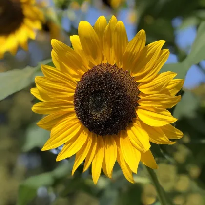 Slunečnice Sunspot - Helianthus annuus - prodej semen - 15 ks