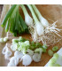 BIO Cibule jarní Bílý Lisabon - Allium cepa - prodej bio semen - 100 ks