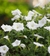 Petúnie Cascata White F1 - Petunia x atkinsiana - prodej semen - 10 ks