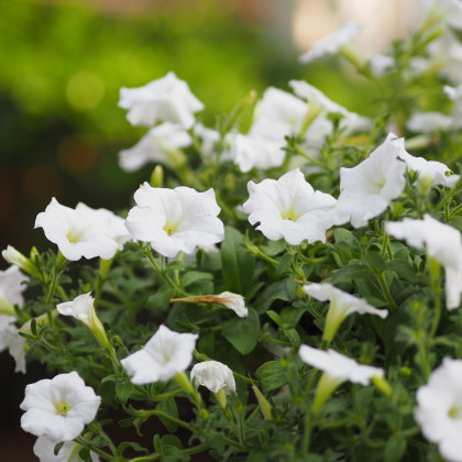 Petúnie Cascata White F1 - Petunia x atkinsiana - prodej semen - 10 ks