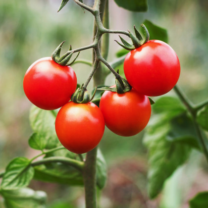 Rajče Gardeners Delight - Solanum lycopersicum - prodej semen - 10 ks