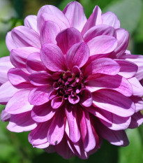 Jiřinka Fascination - Dahlia - prodej cibulovin - 1 ks