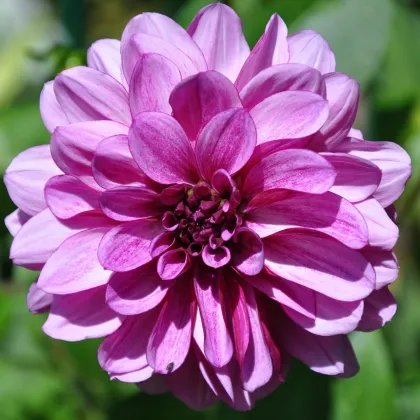 Jiřinka Fascination - Dahlia - prodej cibulovin - 1 ks