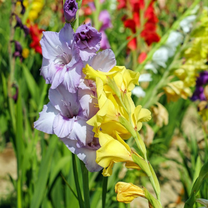 Gladioly směs barev - Gladiolus - prodej cibulovin - 9 ks