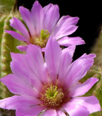 Kaktus - Echinocereus viereckii var. viereckii - prodej semen - 6 ks