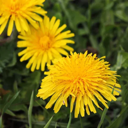 BIO Pampeliška - Taraxacum officinalis - prodej bio semen - 400 ks