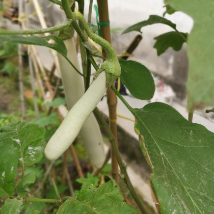 Lilek Bílý Rytíř F1 - Solanum aethiopicum - prodej semen - 10 ks