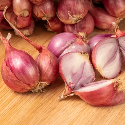 Cibule šalotka červená Sante - Allium Cepa - prodej cibulek - 500 g