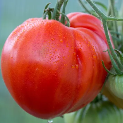 Rajče tyčkové Oxheart - Solanum lycopersicum - prodej semen - 20 ks