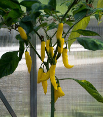 Chilli Aji Pineapple - Capsicum baccatum - prodej semen - 7 ks